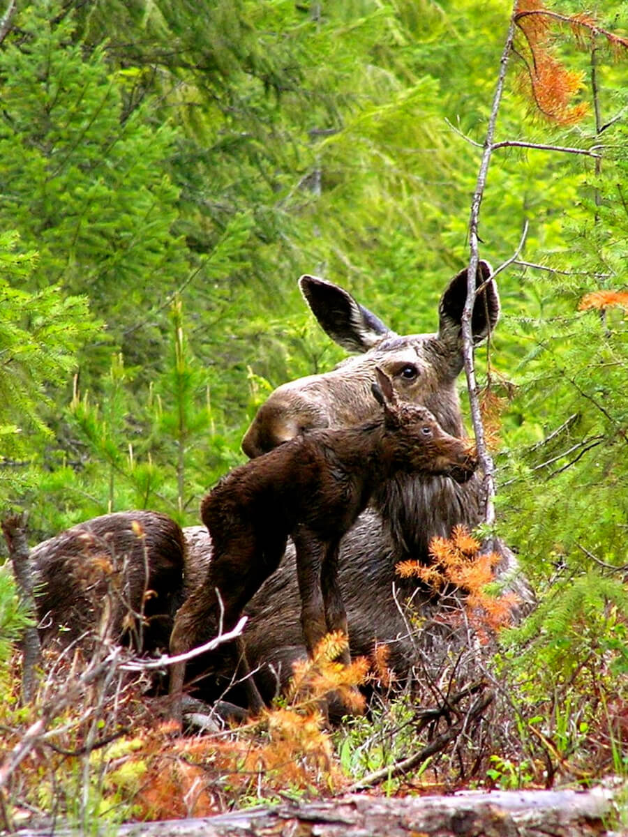 Moose family in the woods