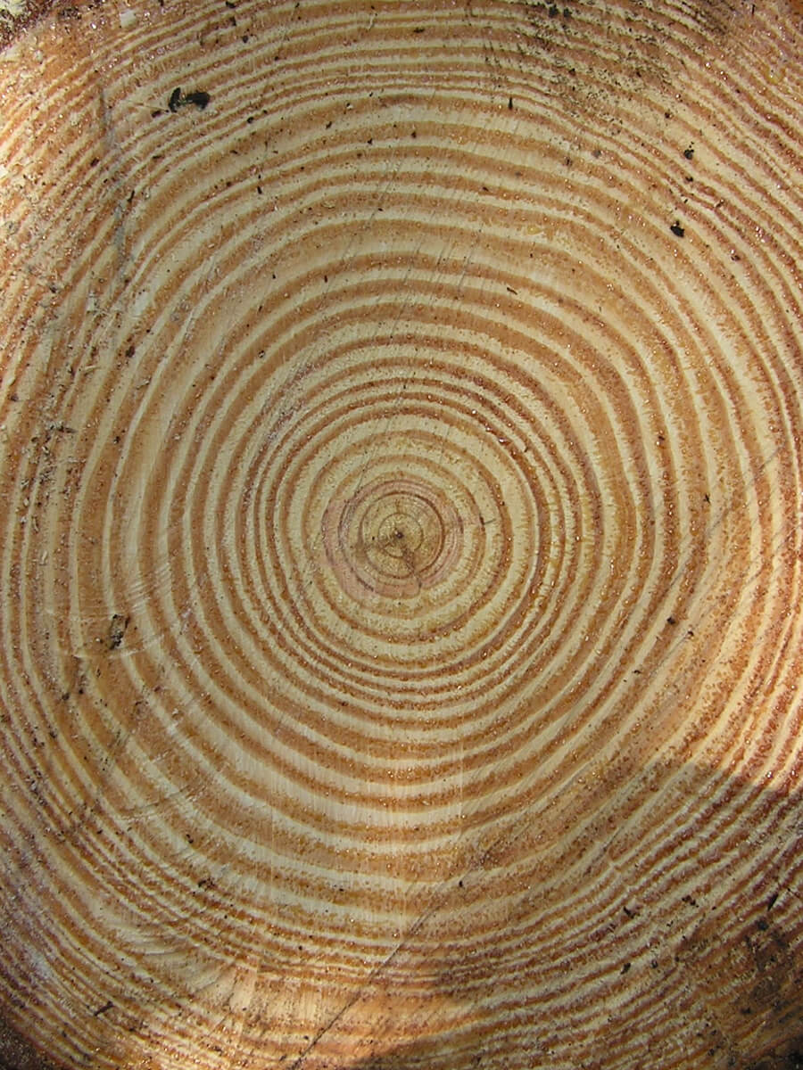 Top-down lose-up of a tree stump with many rings.