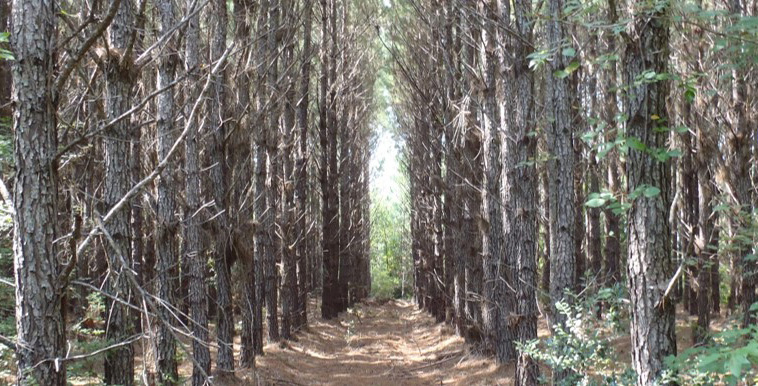 Path in forest.