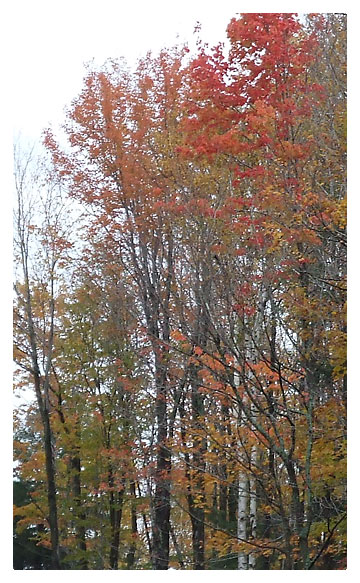 Trees with red leaves