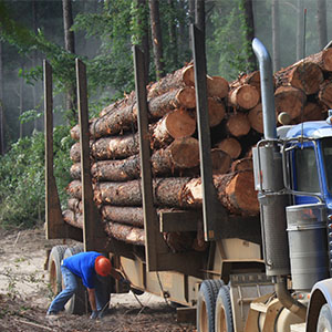 timberland management harvesting molpus