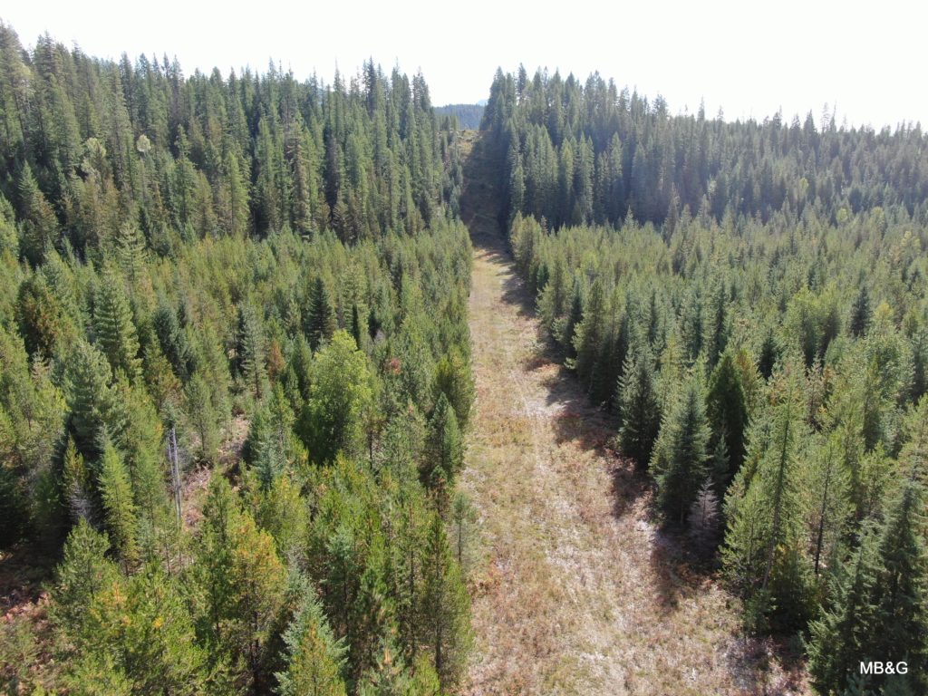 Aerial color photo of evergreen forest with fire lane running up the center of the forest into the distance.