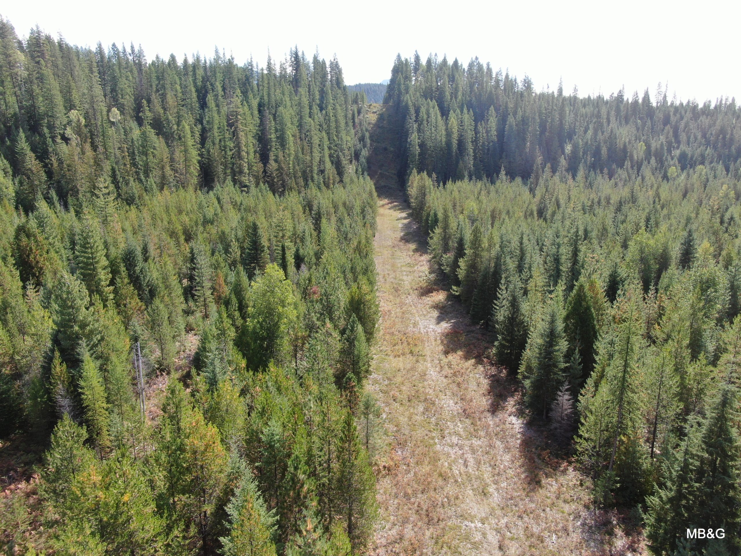 Semi-aerial color photo of evergreen forest with fire lane running up the center of the forest into the distance.